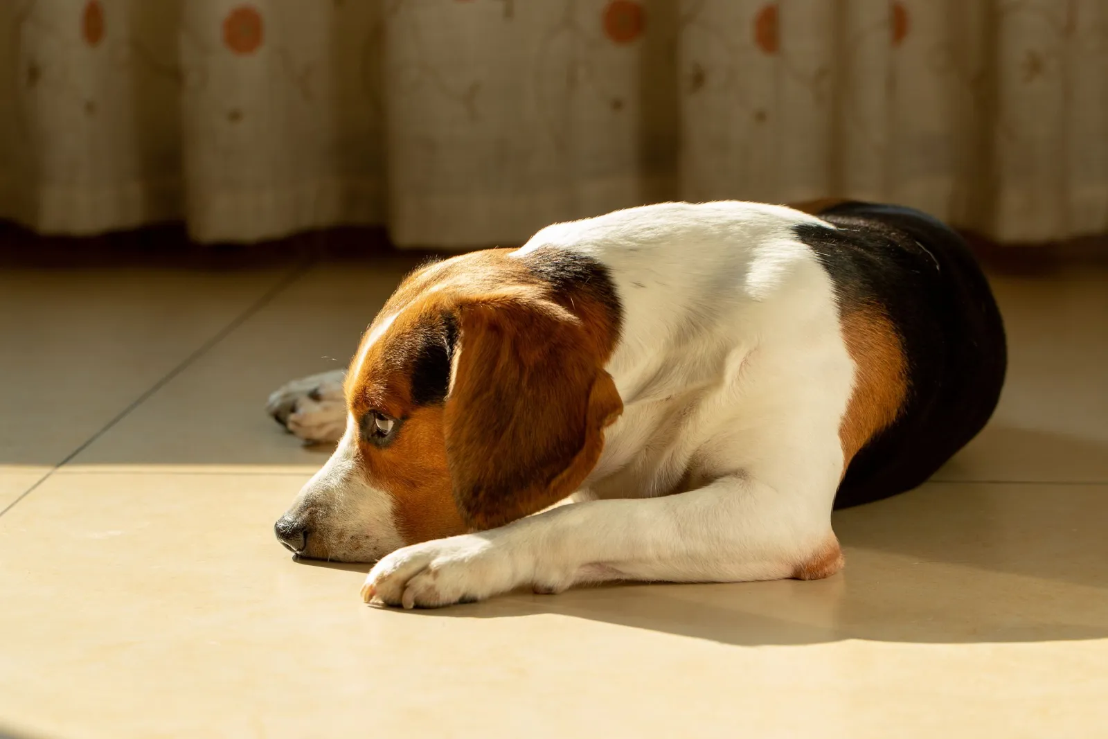 Beagle relaxing on a tough prefinished hardwood floor