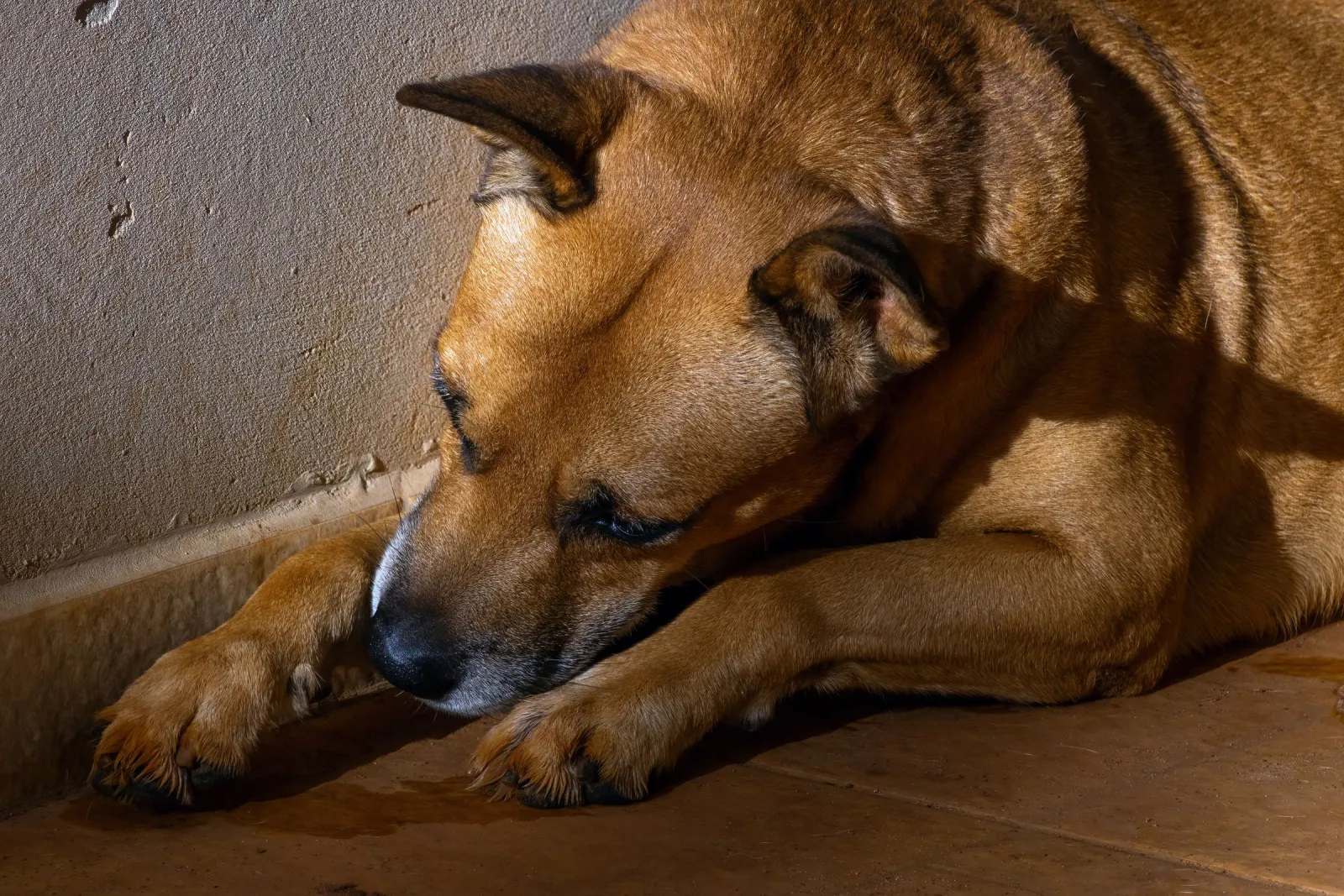 Dog relaxing on a durable prefinished hardwood floor in the sun — Silver Spring, MD area